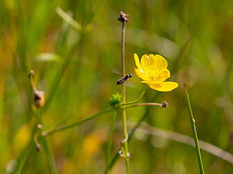 EU Parliament Votes To Re-Wild...